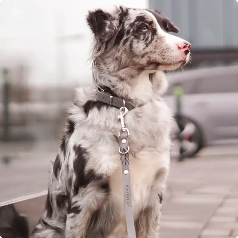 Collier chien Timeless Grey Molly & Stitch - Butter Leather - CHOUKETT Paris (7)