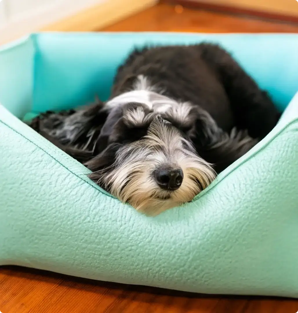 Bannière Panier pour chiens Page Accueil | CHOUKETT Paris