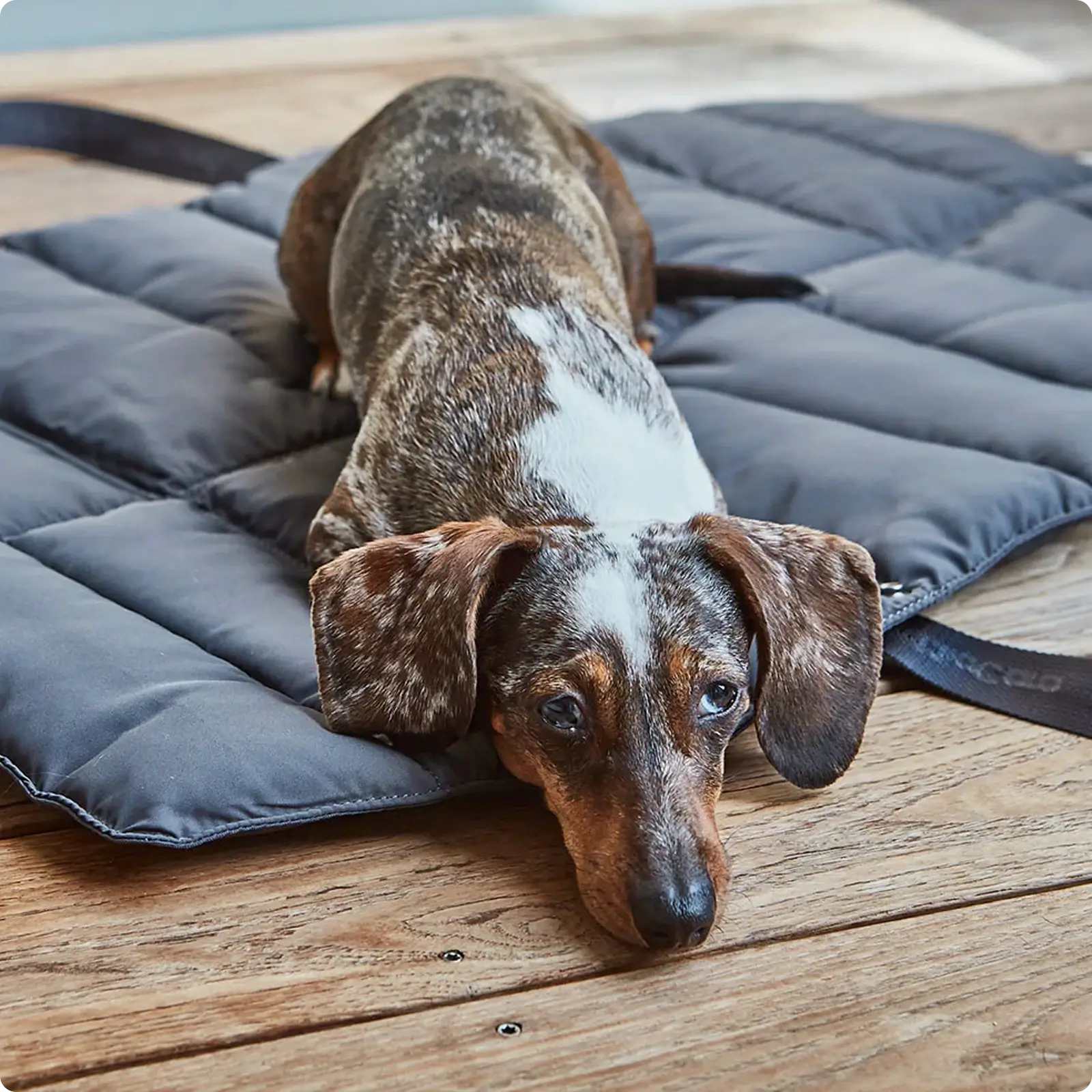 Tapis de voyage pour chien Strada Grolive MiaCara - CHOUKETT Paris (7)