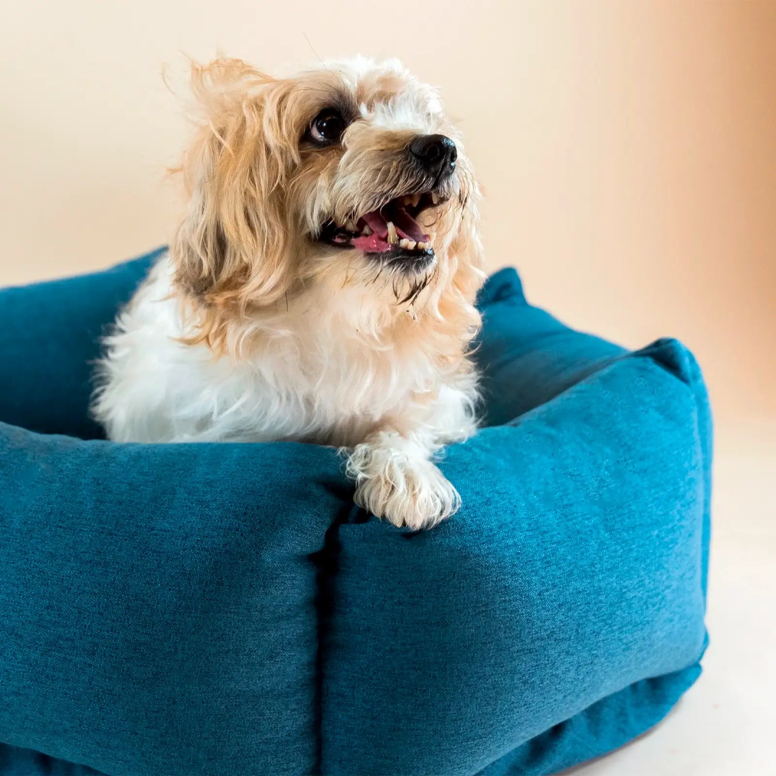 Lit pour Chien The Nest Shadow Grey Molly & Stitch - CHOUKETT Paris (5)