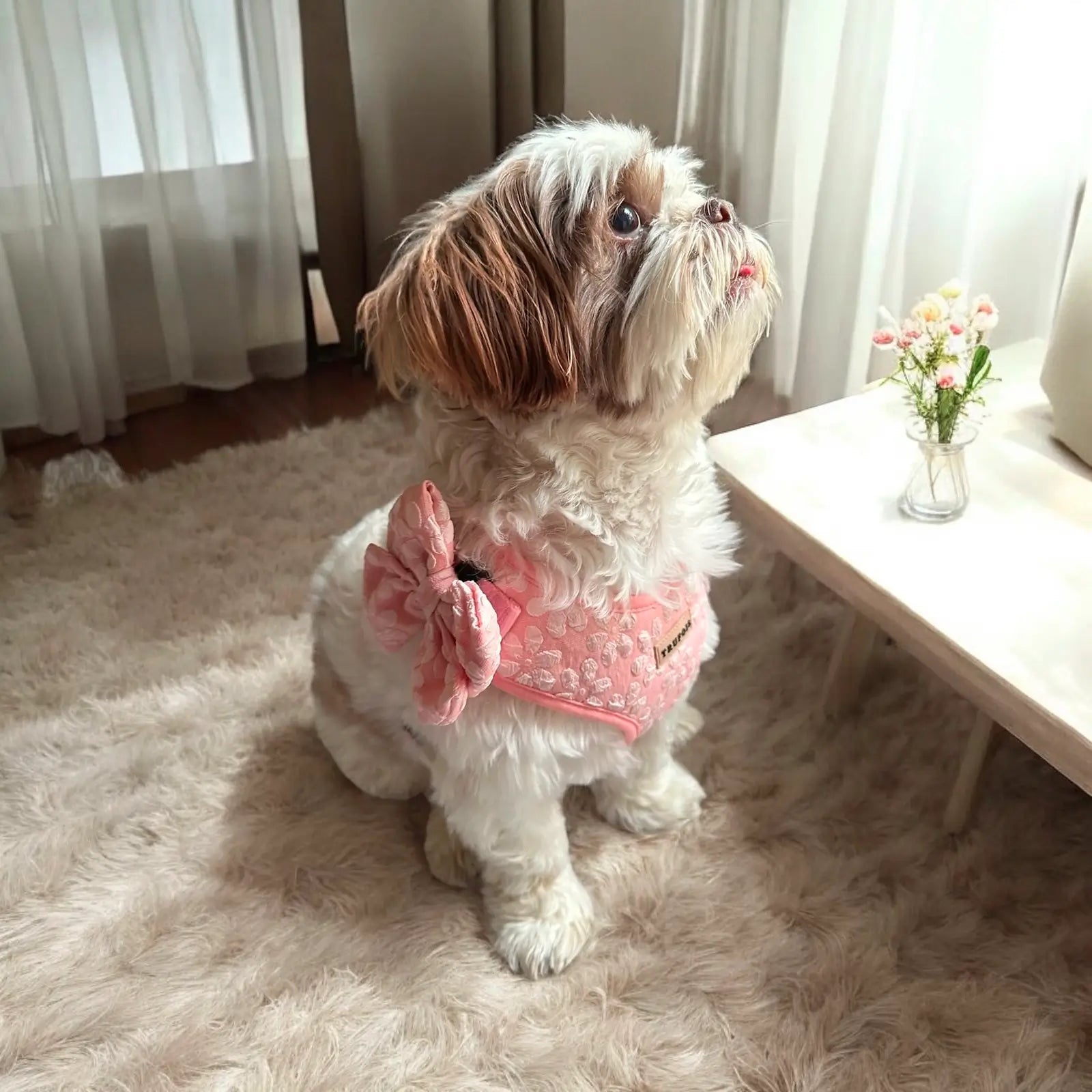 Noeud pour chien Sailor Licorice Trufois - CHOUKETT Paris (3)