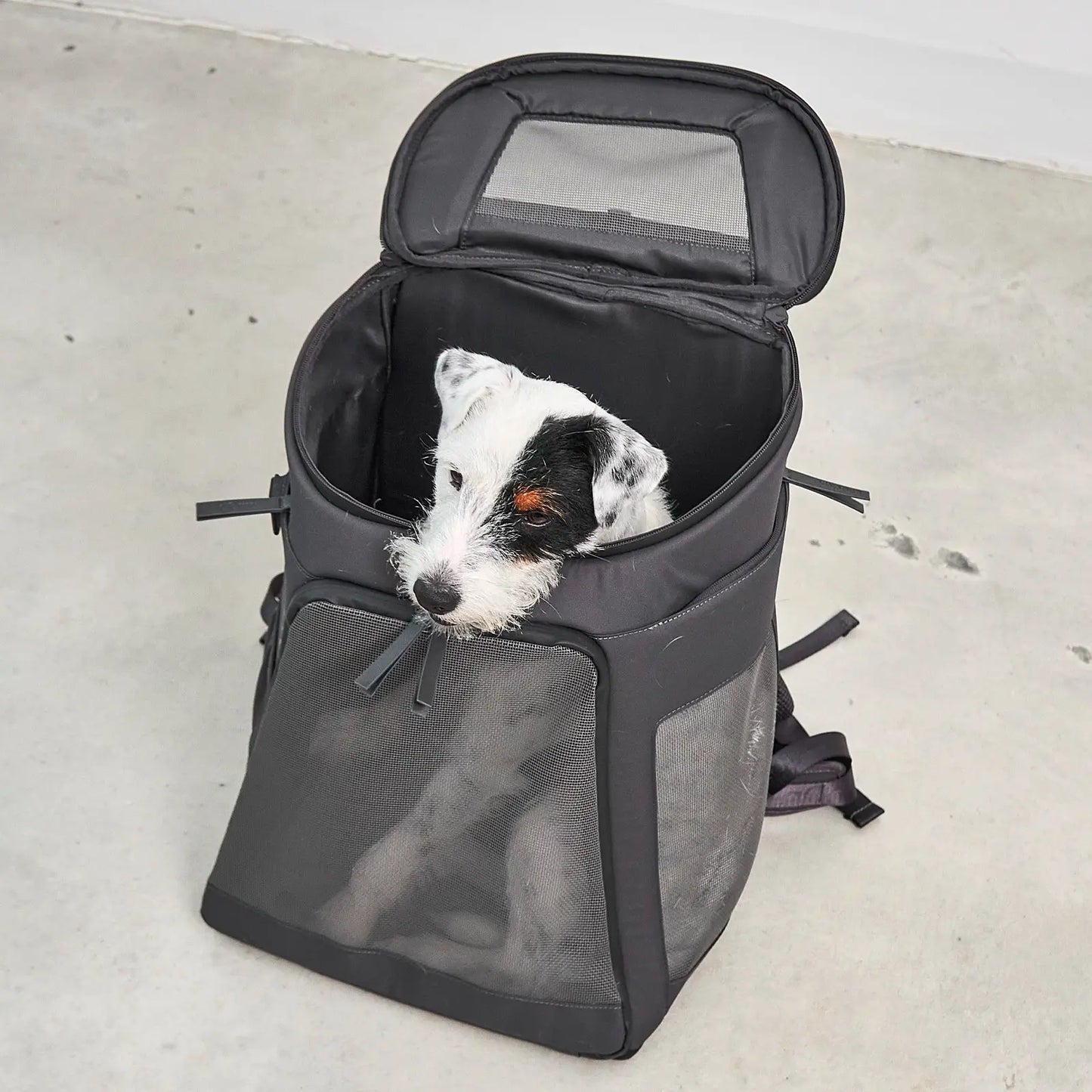Sac à Dos Pour Chien Zaino Asphalt MiaCara - CHOUKETT Paris (2)