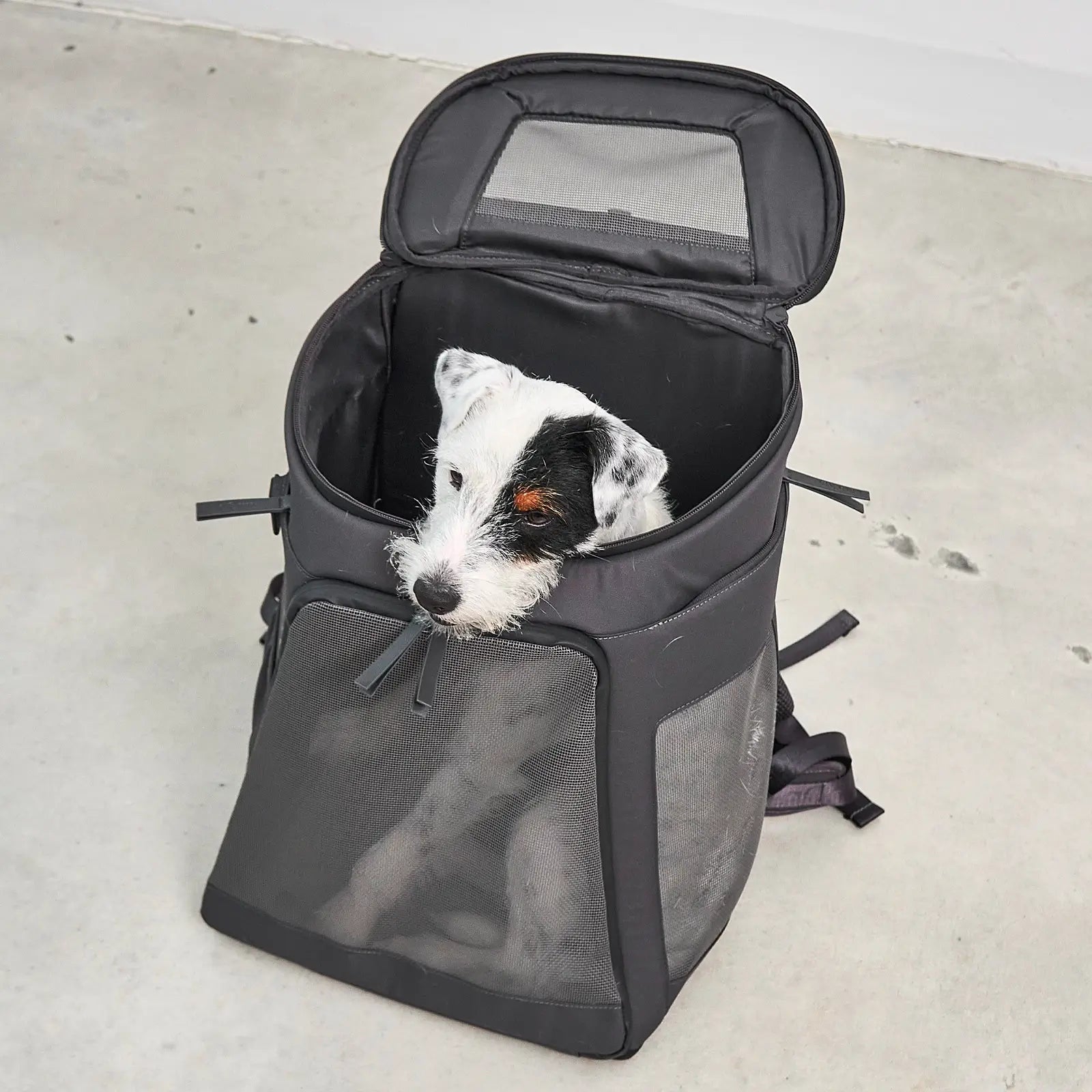Sac à Dos Pour Chien Zaino Asphalt MiaCara - CHOUKETT Paris (2)